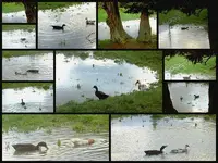 Enten & Gaense v.webp