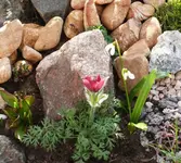 P1100602_600_539.webp