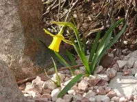 P1100599_600_450.webp