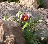 P1100592_600_558.webp