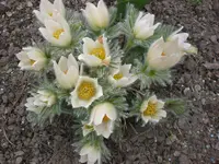Garten April 1 023.webp