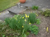 Garten April 1 024.webp
