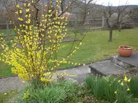 Garten April 1 025.webp