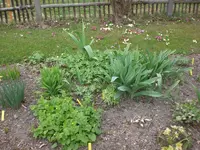 Garten April 1 026.webp