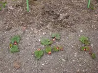 Garten April 1 027.webp