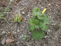 Garten April 1 031.webp