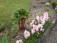 Garten April 1 032.webp