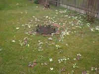 Garten April 1 033.webp