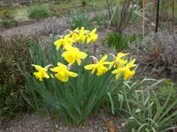 Garten April 1 034.webp
