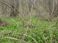 baerlauch gieckau.webp