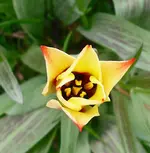 10.04.2010 017 Tulpe fFotow.webp