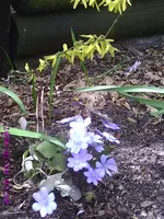 Leberblümchen.webp