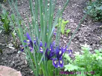 Lilien.webp