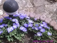 Anemonen.webp
