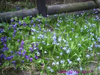 Veilchen u.Blausternchen.webp