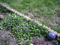 Veilchen.webp