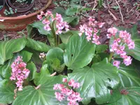 IMG_6362 Bergenie 10 04 09.webp IMG_6362 Bergenie 10 04 09.webp