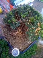 Buchs1.webp