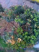 Buchs2.webp