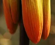 Kaiserkrone.webp