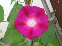 Garten 30.6.09 015.webp