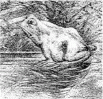 image Pferd-Frosch L.gif