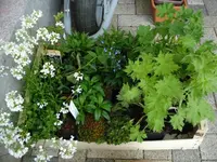 Ausbeute Staudengarten.jpg