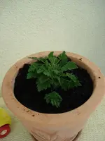 Mosquitoshocker.jpg