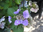 IMG_0040 Hortensie bl 1.jpg