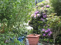 IMG_1579 Azalee mit Rhododendron.webp