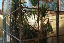 Yucca 001.webp