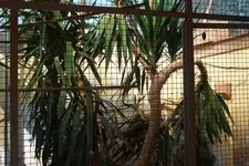 Yucca 002.webp