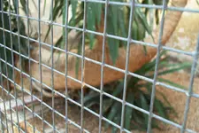 Yucca 003.webp