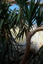 Yucca 004.webp