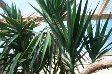 Yucca 005.webp