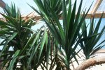 Yucca 005.jpg