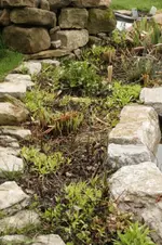 Teichrand (2).webp