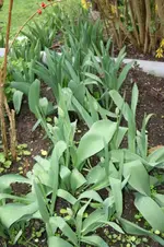 Tulpen.webp