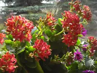 CIMG9144.webp