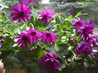 CIMG9143.webp
