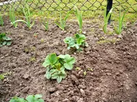 Garten 017.webp