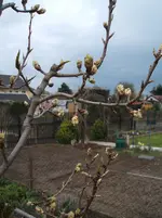 Garten 020.webp