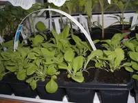 Garten 024.webp