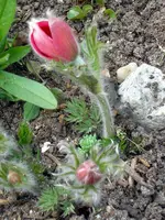 SDC10645.webp