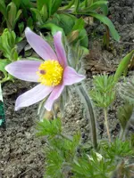 SDC10646.webp