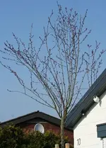 Hausbaum Blutpflaume.webp