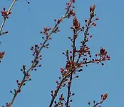 Blutpflaume mit Knospen.webp