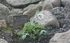 Küchenschelle.webp