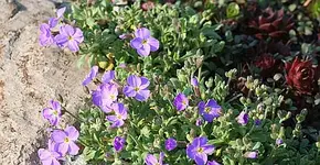 Steinbeetpflanzen.webp