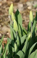 Tulpen.webp